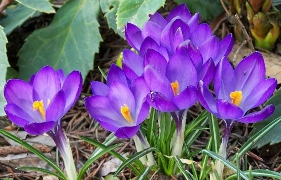 www.derkleinegarten.de