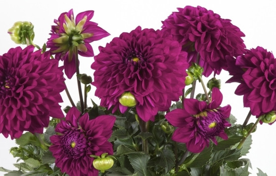www.newplantsandflowers.com