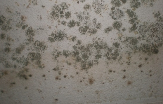http://blackmolding.com