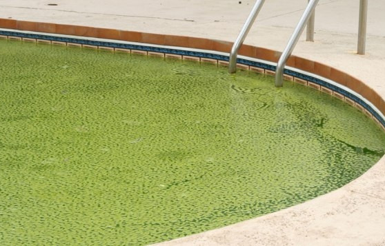 http://www.swimmingpool.com