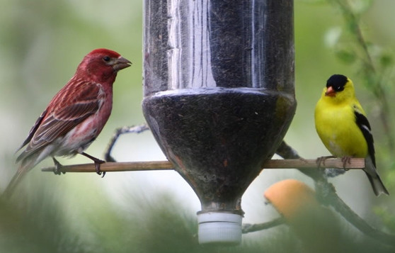 http://forums.gardenweb.com/discussions/1893899/homemade-bird-feeders